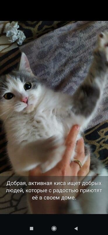 Ветеринар кызматы: Мышык бекер берилет: Породасыз, Ургаачы — 1