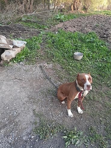 декоративная рыба: Американский питбультерьер (кобель) рыже-белого окраса. - Статный — 2