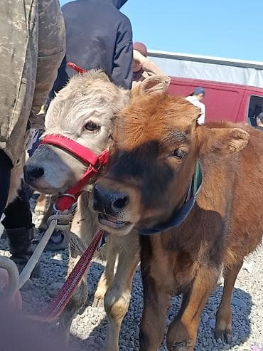 купить сомика в аквариум: Продаю | Музоо, торпок | На откорм | Привязанные — 3