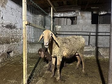 ит мал айдаган: Сатам | Ургаачы кой (ургаачы) | Көбөйтүү үчүн | Ургаачы — 1