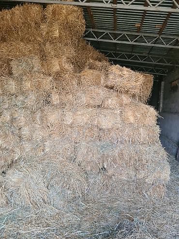 рынок ковров: Солома пшеничная с колосьями, 400 тюков — 2