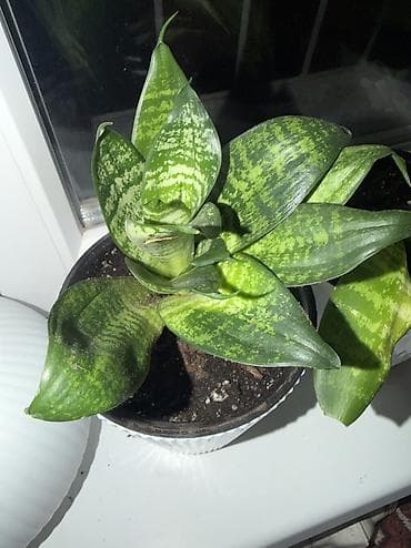 драценна: Сансеверии (Sansevieria, «щучий хвост») Продаю сансеверии, посажены — 3