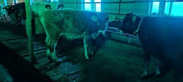 Кошки: Продаю | Корова (самка) | Для молока | Привязанные — 7