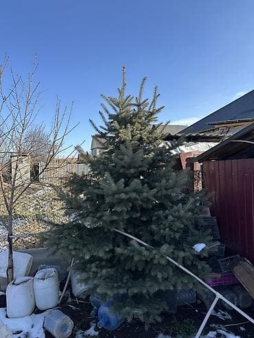 Садовая мебель: Саженцы деревьев: Ели — 1