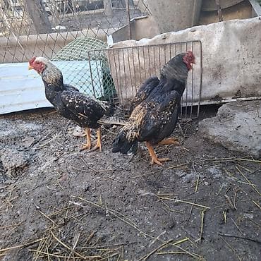 курица для шаурмы: Продаю | Куры | Бойцовая, Дакан, Домашняя | Для разведения, Для боев — 4