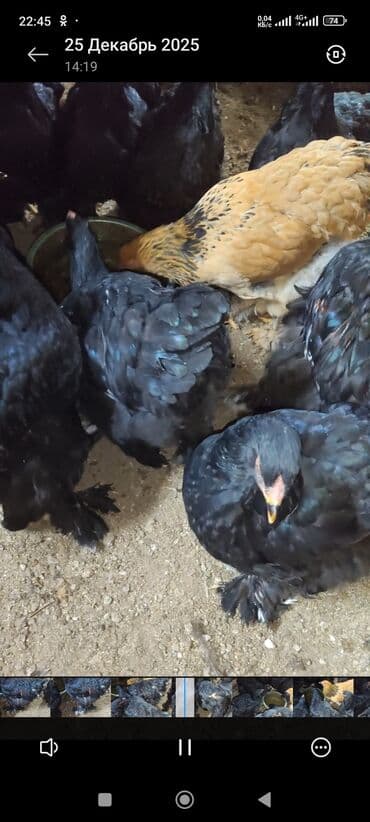 Үй жаныбарлары үчүн товарлар: Сатам | Тооктор | Кохинхин | Көбөйтүү үчүн — 4