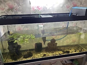 красный страитель: Большой аквариумный комплект - Прямоугольный стеклянный аквариум — 1