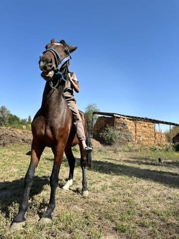 купить рабочую охотничью собаку: Продаю | Кобыла (самка) | Конный спорт, Для разведения — 7