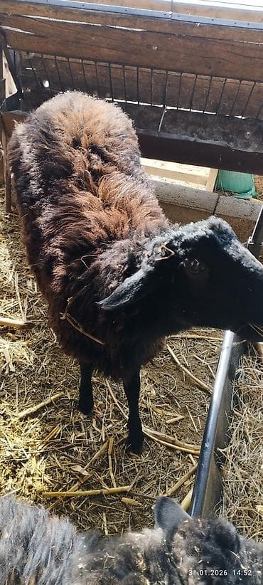 дорпер баран купить: Продаю | Овца (самка) | Для разведения — 3