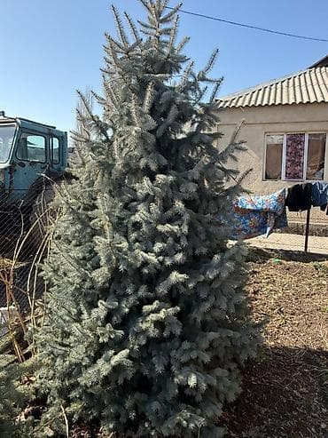 семена голубой ели купить: Ель колючая (Picea pungens), голубая форма — декоративные саженцы для — 2