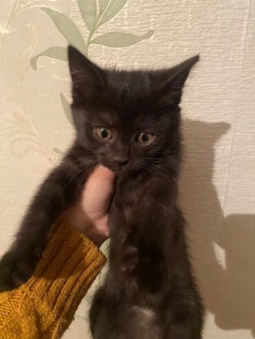 обмен на собак: Мышык бекер берилет: Породасыз, 3 айлык, Ургаачы, Лотокко барууга үйрөтүлгөн — 1