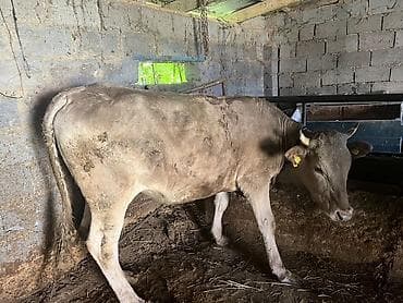 Сатам | Кунаажын | Бордоп семиртүү үчүн | Байланган — 2