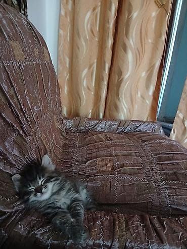 cat sofa: Беспородная, 3 месяца, Девочка, Серый, Приучена к лотку, Проглистована — 4