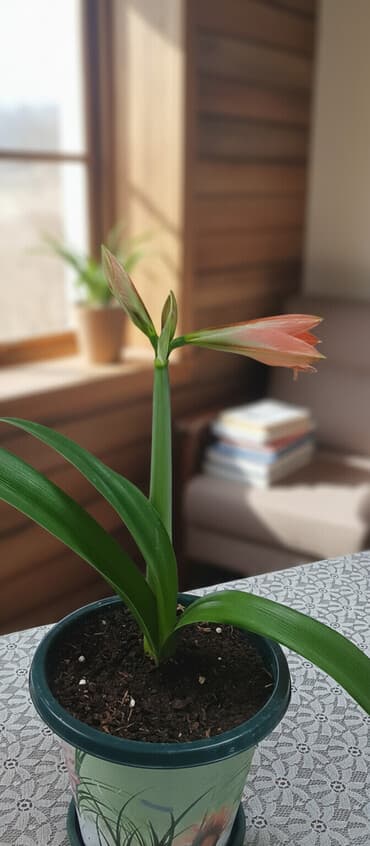 Комнатное растение в горшке — цветущий амариллис (гиппеаструм) с at lalafo.kg Комнатное растение в горшке — цветущий амариллис (гиппеаструм) с