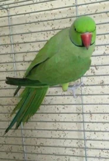 домик для волнистых попугаев: Попугаи разных видов. Хорошо учатся говорить и приручаются к рукам. В — 9