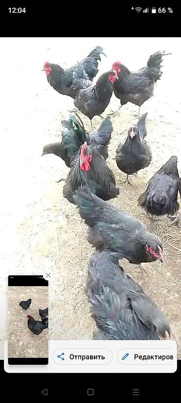 петух купить: Продаю | Куры | Кохинхин | Для разведения — 3
