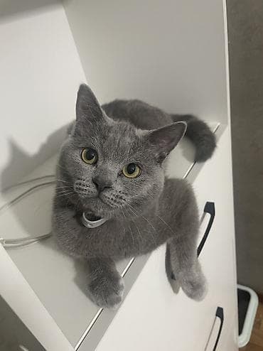 шотландский скоттиш страйт: Шотландская кошка (окрас: серый/голубой), короткошёрстная. Крупные — 7