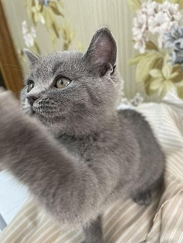 Британская короткошёрстная, 4 месяца, Мальчик, Голубой at lalafo.kg Британская короткошёрстная, 4 месяца, Мальчик, Голубой