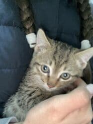 домик для кот: Котята ищут любящую семью и заботливые руки.Только в ответственные — 1