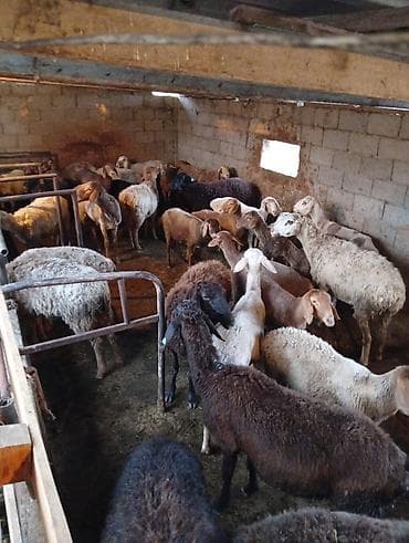 бараны мириносы: Продаю | Овца (самка) | Полукровка | Для разведения | Матка — 6