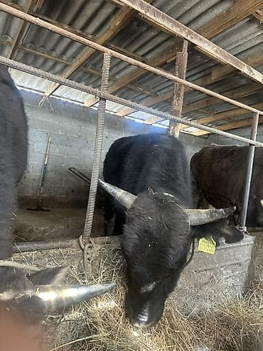 арашан ко: Як телки/бычки в стойловом содержании. - Порода: черный як (горные — 1