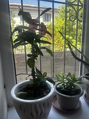 драконий фрукт: Комнатное растение — молочай Милла (Euphorbia milii), известный как — 2