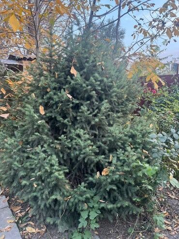 где купить саженцы гортензии в бишкеке: Көчөттөр дарактардын: Карагайлар, Өзү алып кетүү — 1