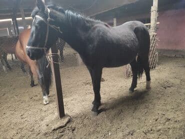 мех кролика: Продаю | Жеребенок | Для разведения | Племенные — 3