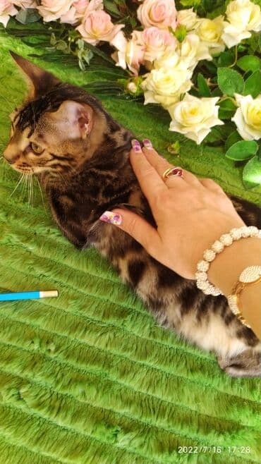 бенгальский леопардовый кот: Профессиональный Питомник Бенгалов . Бен Гла Мур предлагает Очень — 3