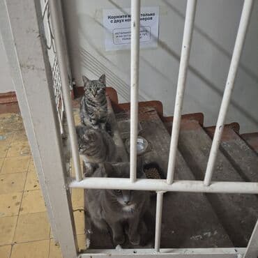 сколько стоит кошка породы мейн кун: Кошка даром: Беспородная, 3 месяца, Девочка — 2