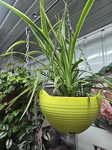 другие комнатные растения: Хлорофитум (Chlorophytum comosum) — компактные кустики с длинными — 2