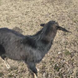 отдам котят в добрые руки бишкек: Продоем козлят улактар возраст 7 мес.цена10тыс .на выпасе — 1