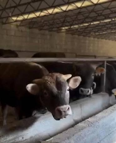 кон завод: Farm КРС, 2400 соток, Действующий, С оборудованием, Электричество — 2