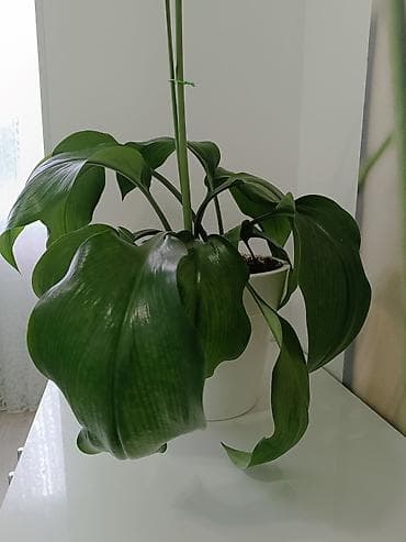 груд: Эухарис (амазонская лилия) в горшке - Декоративно-цветущее комнатное — 1