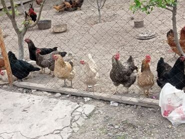 машины на продажу бишкек: Продаю | Куры | Домашняя — 4