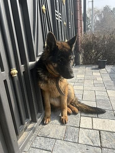 Услуги ветеринара: Собака даром: Немецкая овчарка, 1 год, Самка — 2