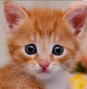 Мышыктар: Котенок ищет дом и семью!!!!Пожалуйста отзовитесь люди с добрым — 1