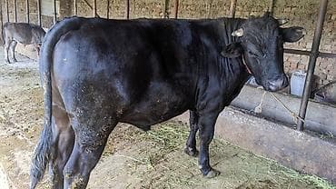 бык ангуст: Продаю | Бык (самец) | На откорм | Привязанные — 1