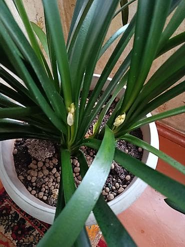 цветы 101: Домашний цветок -кливиявечнозеленое растениене требует особого — 10