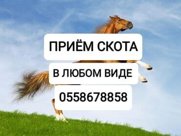 Куплю | Коровы, быки, Лошади, кони, Другие с/х животные | Забитый, Круглосуточно, Любое состояние