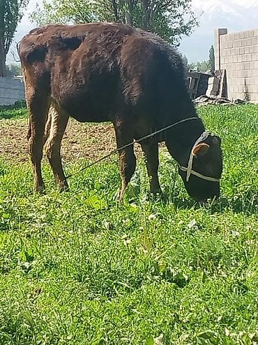 куплю корову на мясо: Продаю | Бык (самец) | На откорм | Привязанные — 2