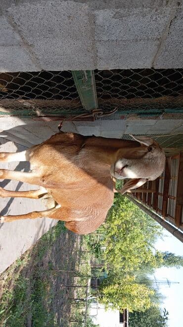 сколько стоит немецкая овчарка в бишкеке: Продаю | Овца (самка) | Для разведения — 4