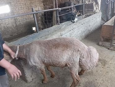 Продаю | Баран (самец) | Для разведения | Ярка