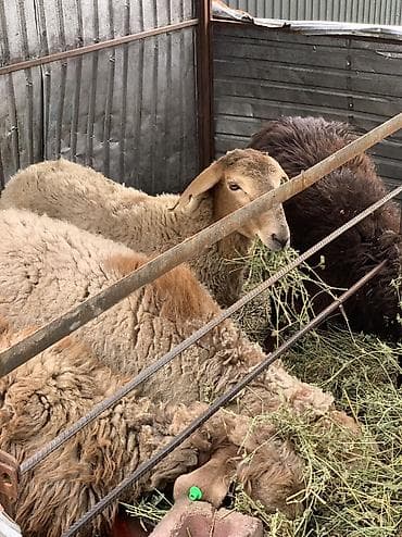 Үй жаныбарлары: Сатам | Ургаачы кой (ургаачы), Кочкор (эркек) — 3