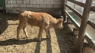 калифорния соолжан: Продаю | Бык (самец) | Швицкая | На откорм — 6