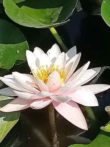 ламинари: Продаю большой корень кувшинки. Цвет- розовый. Не боится морозов — 2