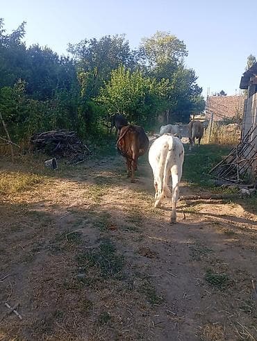С/х животные и товары: Продаю | Корова (самка) | Для молока | Стельные — 3
