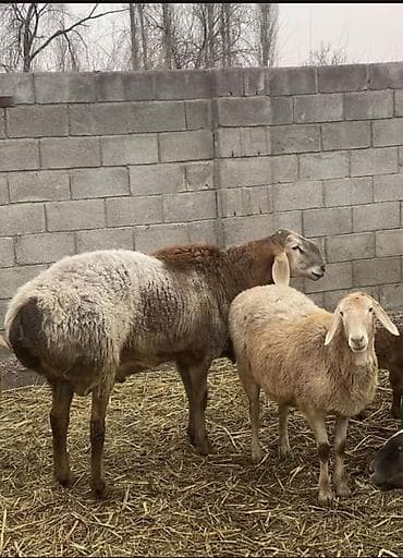 Продаю | Овца (самка) | Для разведения | Матка