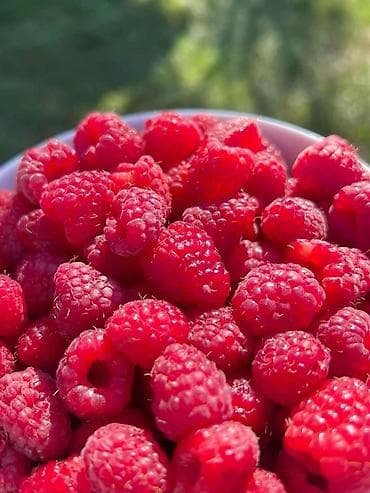 продукты питания бишкек: Малина В розницу — 3