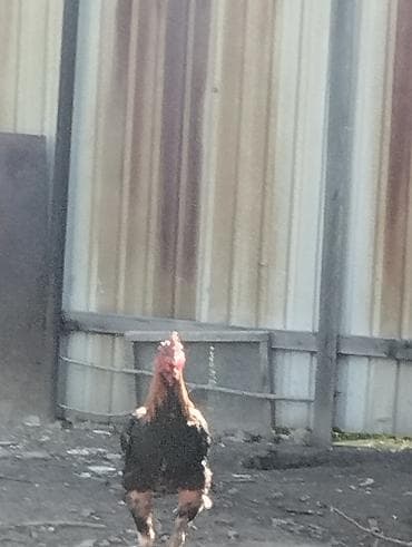 дакан бойцовый: Продаю | Петух | Бойцовая | Для разведения — 3